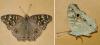 Junonia lemonias lemonias